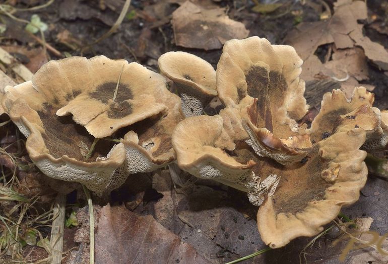 Plakkaattolzwammen vergroeien opvallend vaak met elkaar