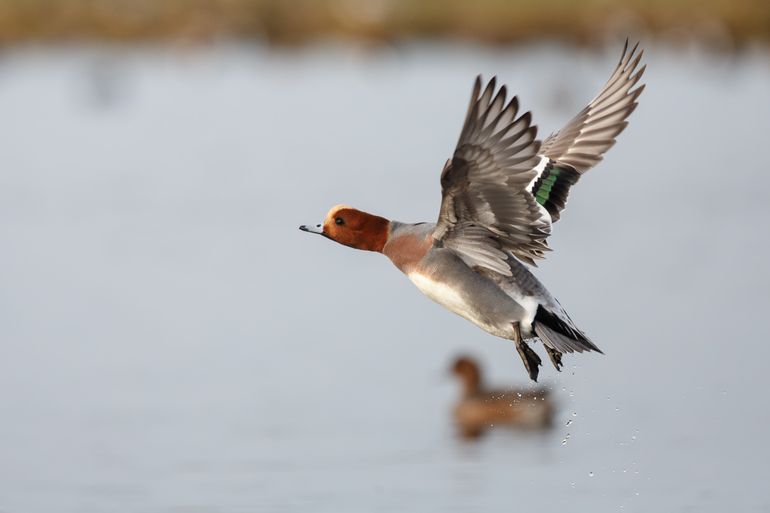 Nederland is voor smienten een belangrijk overwinteringsgebied en dat willen wij graag zo houden