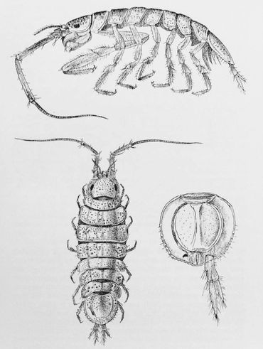 Ianiropsis breviremis. Deze soort lijkt sterk op I. serricaudis. Boven: Mannetje van opzij; linksonder vrouwtje van boven. 