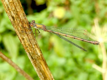 De houtpantserjuffer kun je overal tegenkomen waar voedsel is, insecten dus