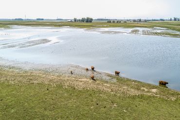 Grote grazers in de Noordwaard