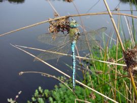 Anax imperator. Grote keizerlibel, man