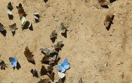 Kars Veling mud puddling - primair