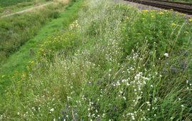 De adviezen laten zien hoe je via natuurlijk bermbeheer meer biodiversiteit in de berm kunt creëren en behouden, zoals hier langs een spoorweg van ProRail.