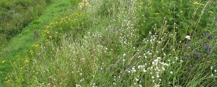 De adviezen laten zien hoe je via natuurlijk bermbeheer meer biodiversiteit in de berm kunt creëren en behouden, zoals hier langs een spoorweg van ProRail.