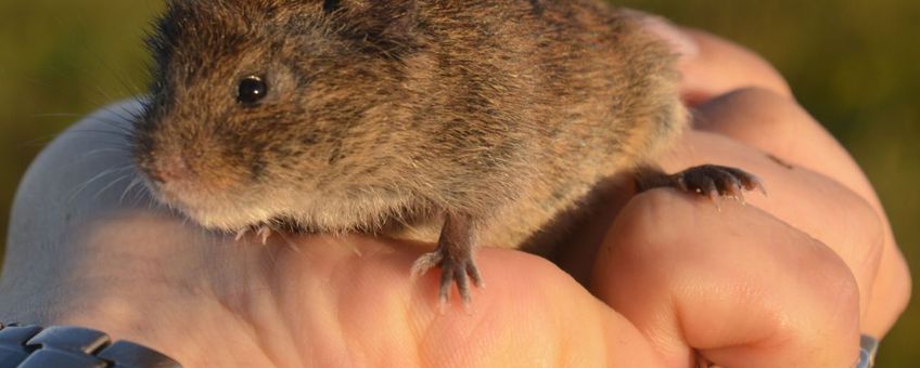 Noordse woelmuis Tiengemeten voor eenmalig gebruik