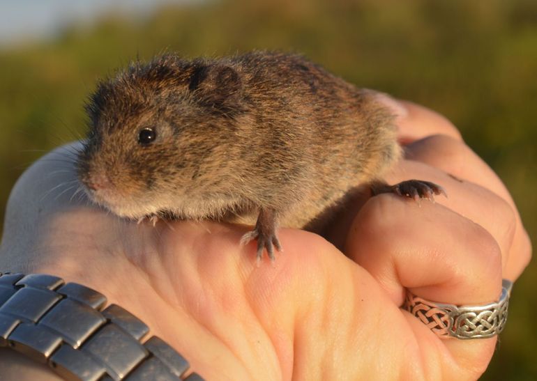 Gevangen noordse woelmuis