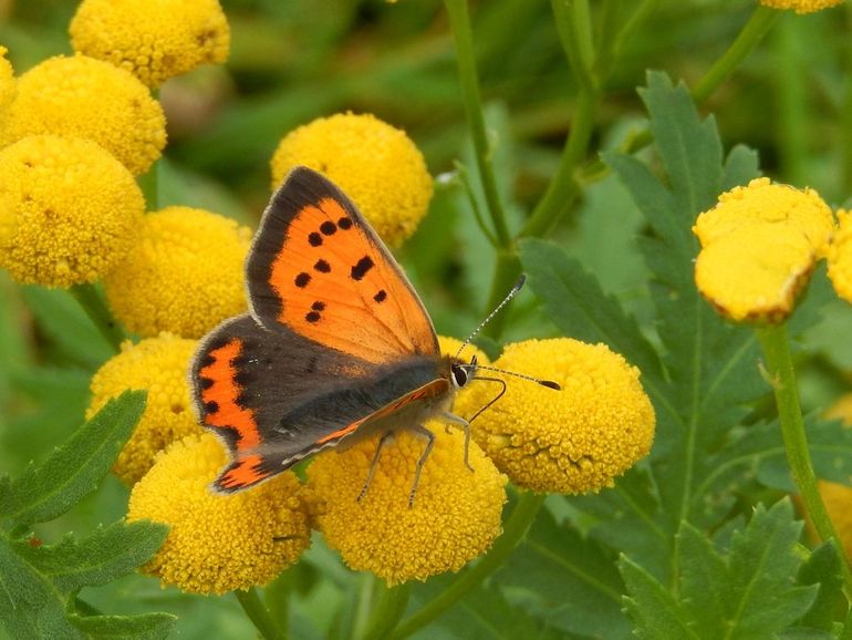 De kleine vuurvlinder is een vlinder van bloemrijk grasland, maar kan ook wel in de tuin worden gezien, zeker in de stadsrand of in het buitengebied