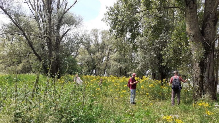  In rewildinggebied Ewijkse Plaat &ndash; aan de Waal, vlakbij het beruchte verkeersknooppunt &ndash; inventariseren vrijwilligers en onderzoekers soorten. In het rewildinggebied Gelderse Poort, waar de Ewijkse Plaat onderdeel van is, werden in 2022 meer dan 6.200 wilde soorten planten, dieren, insecten en andere organismen gevonden. V&eacute;&eacute;l meer dan gedacht: de groep dacht met vijfduizend soorten een ambitieus doel te stellen. Al deze soorten vonden en vinden zelf hun plek in 'wilde' natuur die altijd in beweging is. Daarmee is een rewildinggebied anders dan een reservaat, waar met beheer een vast-omschreven vegetatietype wordt beheerd, ook vanwege zeldzame en kwetsbare soorten, maar dat zich niet natuurlijk mag ontwikkelen tot een volgend stadium &ndash; waarbij dan veel soorten verdwijnen, maar andere weer een plek vinden. Rewildinggebieden zijn wat ARK betreft dan ook een goede aanvulling op dit beheer van reservaten, omdat er dan een ecosysteem omheen ontstaat waardoor soorten zich kunnen verplaatsen. Wat ARK betreft dus &eacute;n goed voor reservaten zorgen &eacute;n functionerende systemen herstellen door meer rewilding