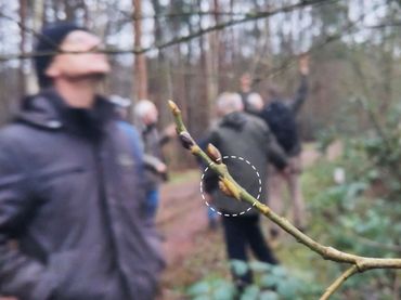 Een van de zes gevonden rupsen van de grote weerschijnvlinder