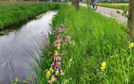 Oeverplanten in de Leidse regio