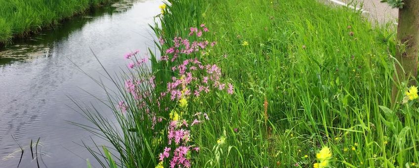 Oeverplanten in de Leidse regio