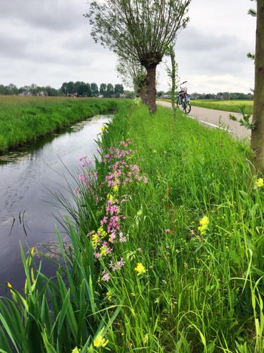 Langs de oevers checken burgers voor de 23 indicatorsoorten, zoals hondsdraf, watermunt en gele lis