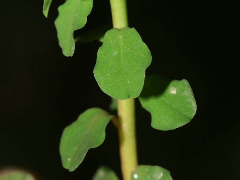 De gladde bladrand van de tuinwolfsmelk. Die van kroontjeskruid is fijn getand, vooral aan de top