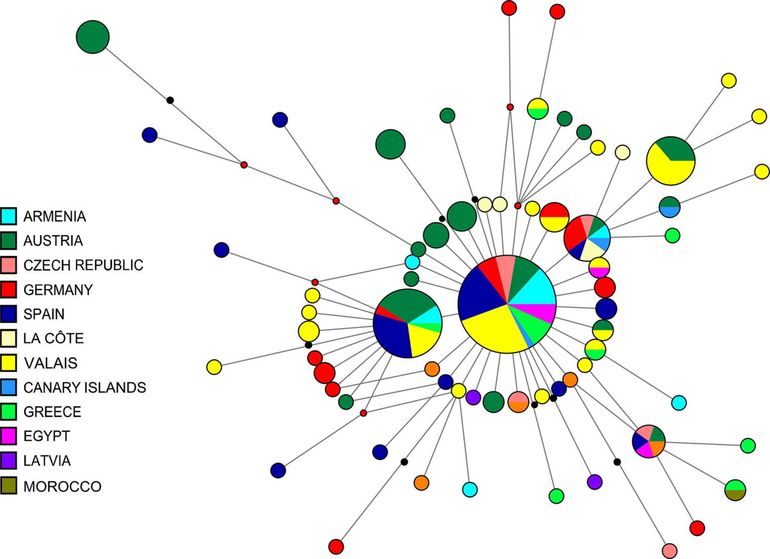 Minimum-spanning network based on molecular markers of the Hoopoe (without Eastern subspecies). The frequency is represented by the circle size. Each black dot indicates one mutational step. Localities are coded by distinct colors