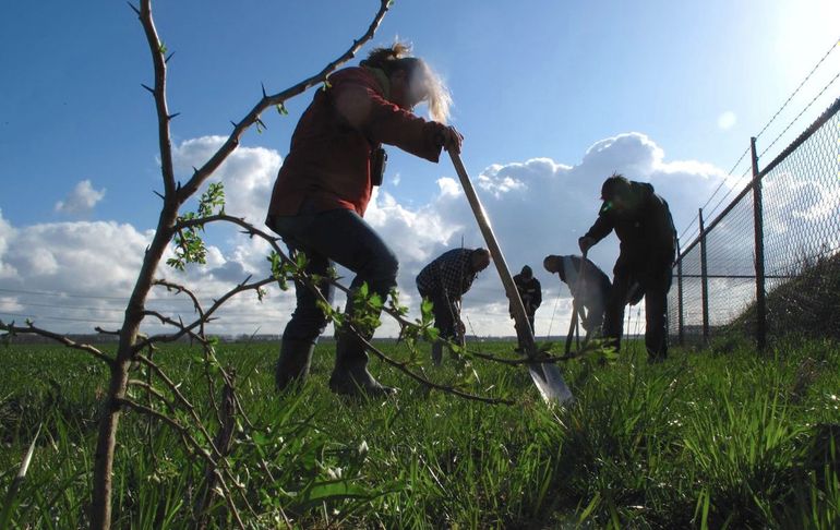 Vrijwilligers van Werkgroep Grauwe Kiekendief planten bij Meeden veldstruweel aan voor de Grauwe Gors, 16 april 2012