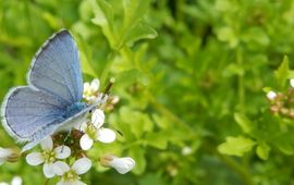 Kars Veling boomblauwtje - primair