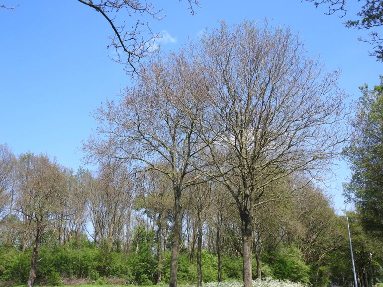 Massaal kaalgevreten eikenbomen