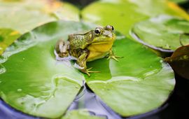 Pixabay Bullfrog