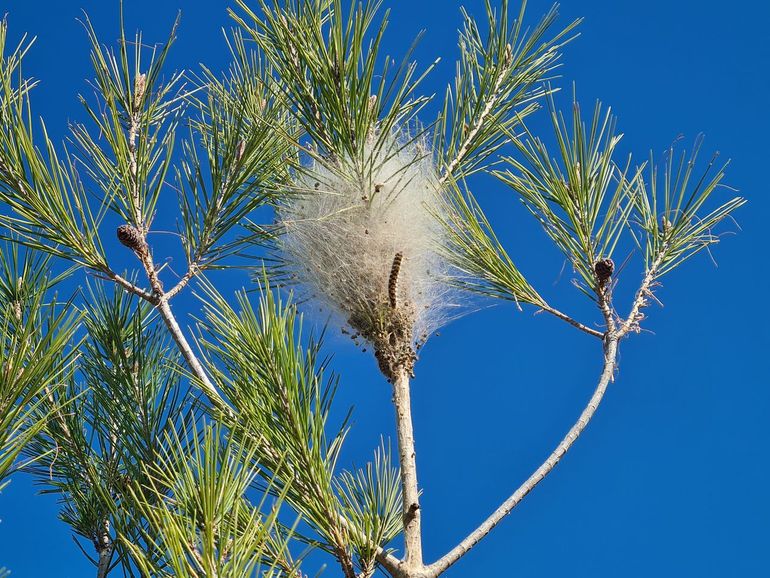 Winternest van de dennenprocessierups