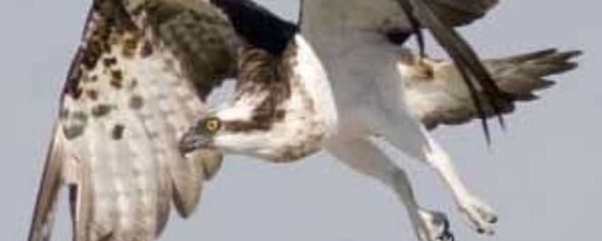 Pandion haliaetus. Visarend