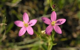 Saxifraga-Hans Dekker Centaurium littorale, Strandduizendguldenkruid. Foto: Saxifraga-Hans Dekker. http://www.freenatureimages.eu