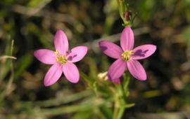 Centaurium littorale, Strandduizendguldenkruid. Foto: Saxifraga-Hans Dekker. http://www.freenatureimages.eu