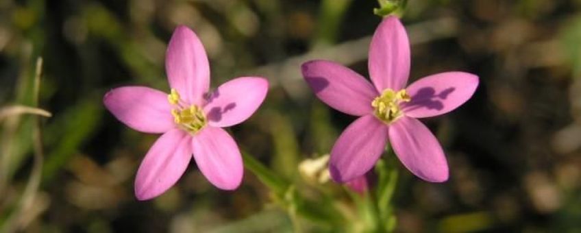 Centaurium littorale, Strandduizendguldenkruid. Foto: Saxifraga-Hans Dekker. http://www.freenatureimages.eu