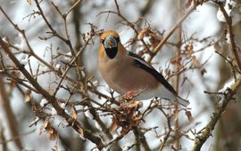 Appelvink snoept van zaden van Spaanse aak