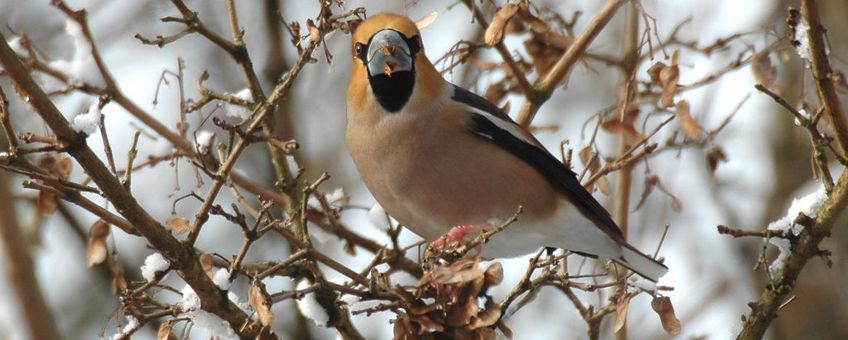 Appelvink snoept van zaden van Spaanse aak