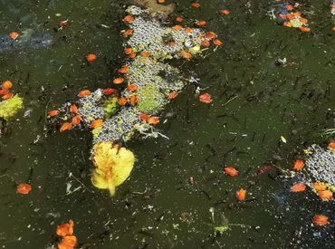 Muggenlarven van de huismug in algenrijk water