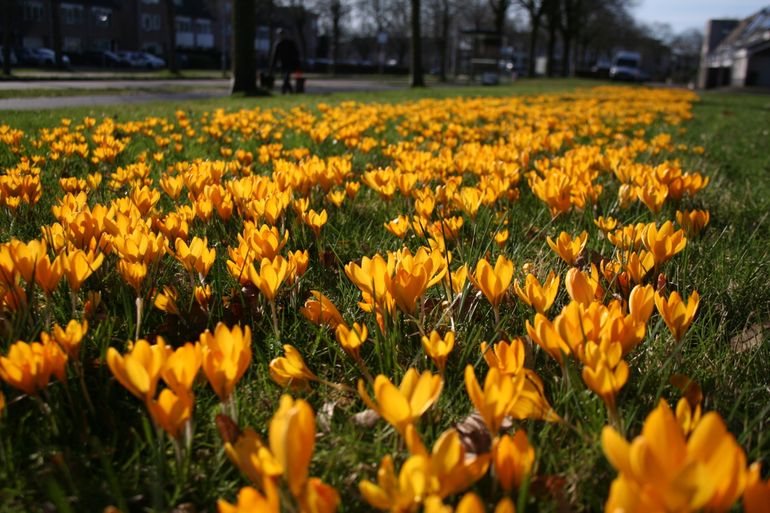 Voldoende nectaraanbod in publieke groen, vroeg in het voorjaar