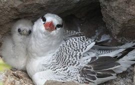 Red-billed Tropicbird on nest, tropische keerkringvogel op nest