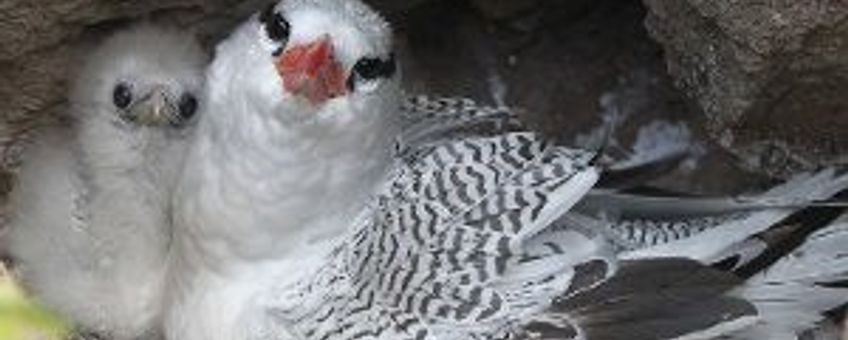 Red-billed Tropicbird on nest, tropische keerkringvogel op nest