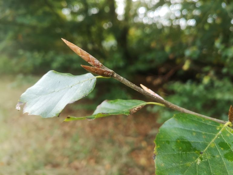 Beuk heeft de bloemknoppen voor volgend jaar alweer gevormd