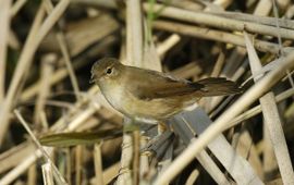 Acrocephalus scirpaceus. Kleine karekiet