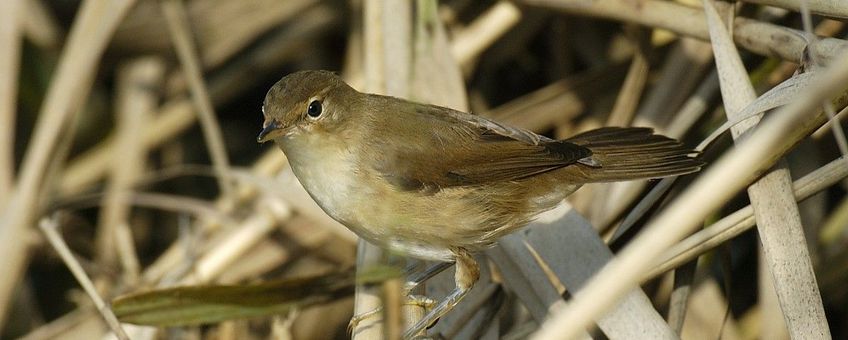 Acrocephalus scirpaceus. Kleine karekiet