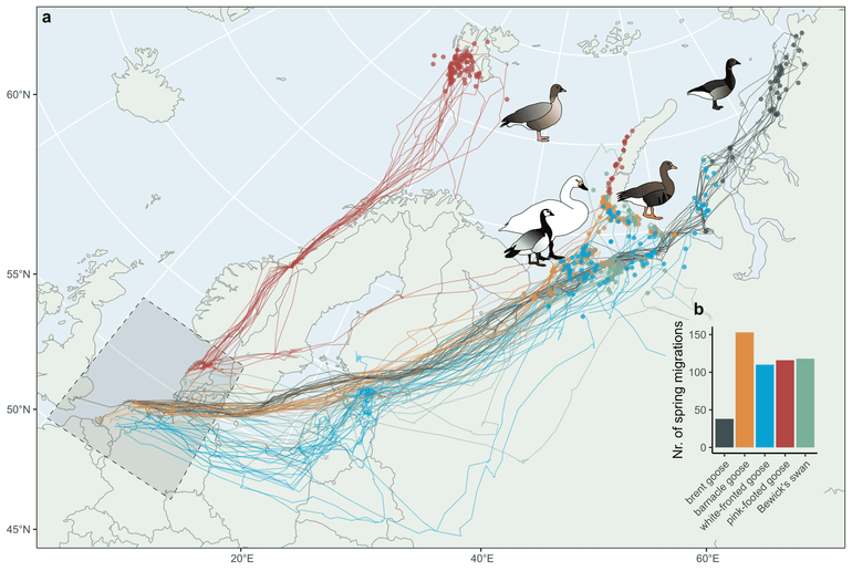 Voorjaarsmigraties en zenderdata van vijf in het Noordpoolgebied broedende soorten watervogels