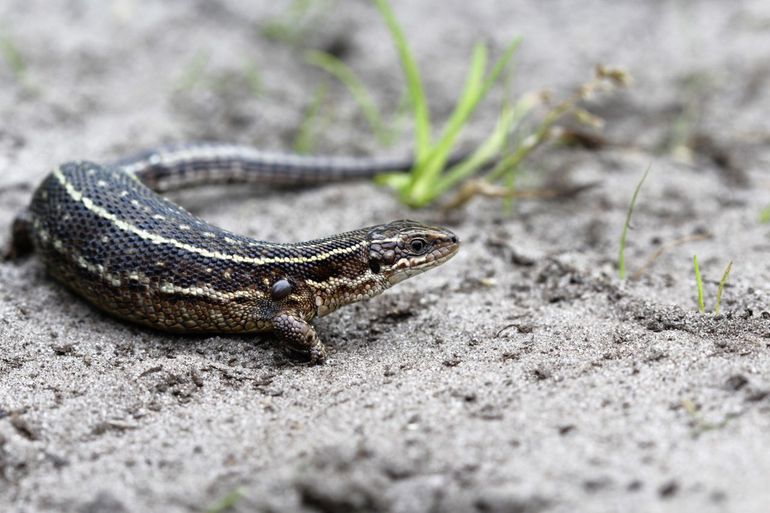 Hoogdrachtige levendbarende hagedis