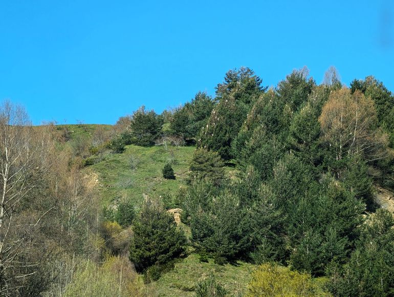 Naaldbomen met winternesten van de dennenprocessierups, die als witte dotten zichtbaar zijn