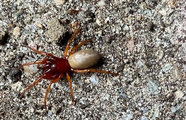 Deze roodwitte celspin is een vrouwtje met een opgezwollen achterlijf, vol met eitjes