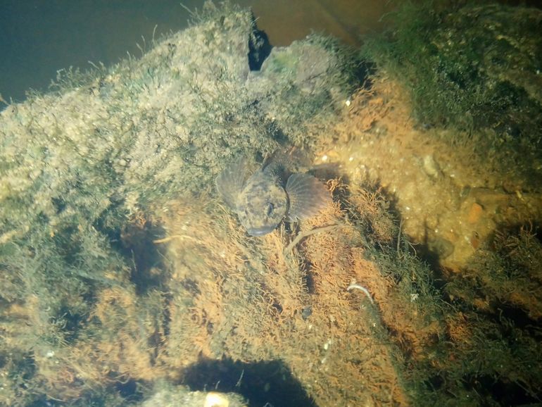 Rivierdonderpad waargenomen door het kijkraam tijdens het zaklampvissen