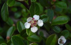 De bloeiwijze van Cotoneaster dammeri. Een laagblijvende, altijdgroene dwergmispel