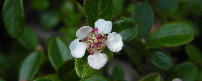 De bloeiwijze van Cotoneaster dammeri. Een laagblijvende, altijdgroene dwergmispel