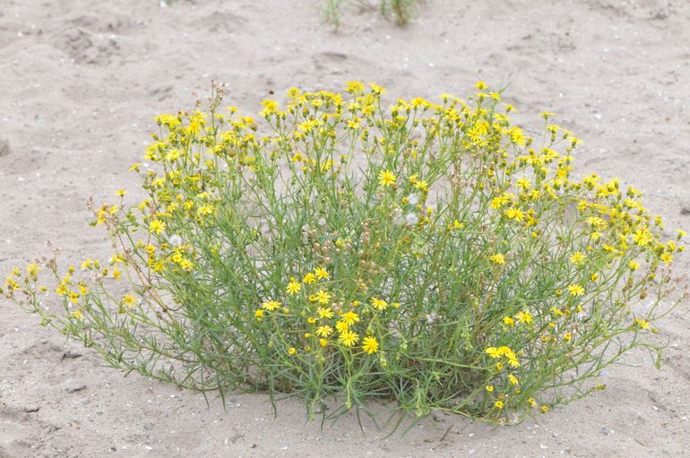 Ook het geel bloeiende Bezemkruiskruid staat nu overvloedig langs de rand van het asfalt in bloei. De bloemen van Bezemkruiskruid zijn echter beduidend groter dan die van Kamferalant en de planten hebben een bezemvormig vertakte groeiwijze.