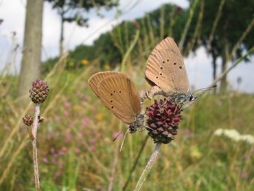 Parende donker pimpernelblauwtjes in hun leefgebied: bloemrijke bermen met ruige begroeiing 