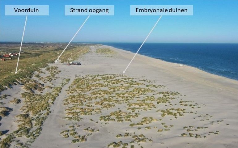Beginnende (embryonale) duinvelden op het strand van Terschelling met ‘gaten’ rond de strandopgang