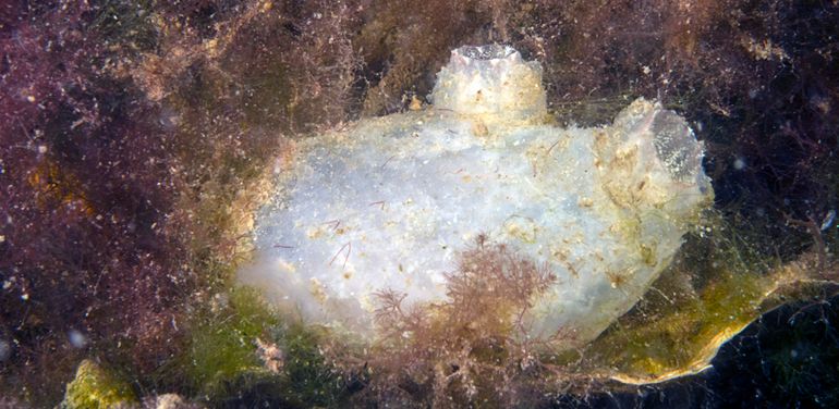 Ruwe zakpijp in het Grevelingenmeer zonder aangehechte andere soorten zeedieren