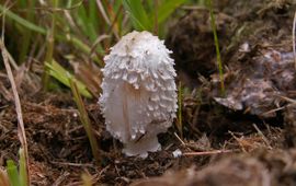 Geringde inktzwam (Coprinus sterquilinus)