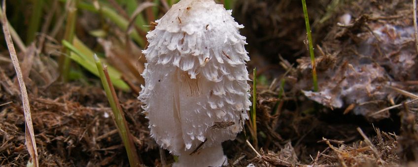 Geringde inktzwam (Coprinus sterquilinus)